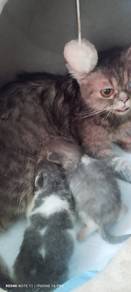 2 Kitten Bicolor mix BSH sekali maknya