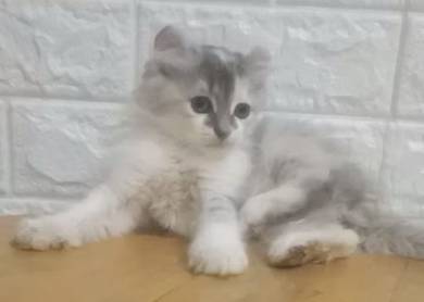 persian