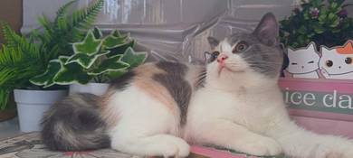 Kucing Comel 1