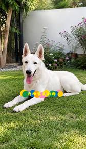 White Swiss Shepherd (M)