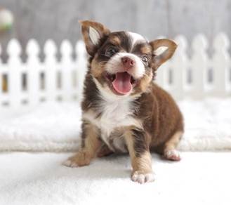 CHIHUAHUA PUPPIES 359 🌷Head Apple Cute Dog