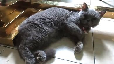 good British Shorthair 