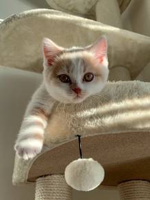 Cream Bsh Kitten