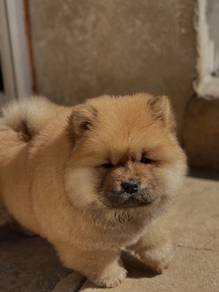 Chow chow puppies 