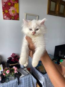ragdoll mix parsi kitten comell gebu