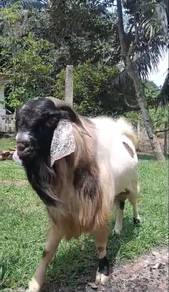Kambing