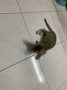 Cat for adopt