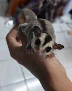 Sugar Glider Jinak Sekali Sangkar + Makanan