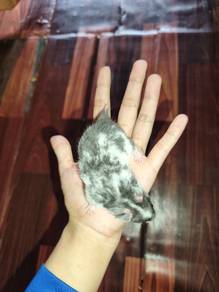 hamster syrian 