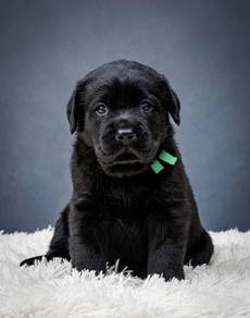 Black Labrador retriever 