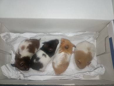 syrian hamster 
