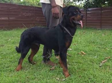 Rottweiler