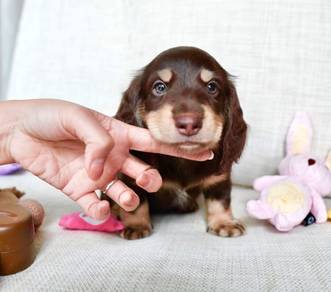 MINIATURE DACHSHUND Puppies D159 PREMIUM Quality