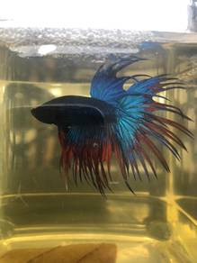 Ikan Betta