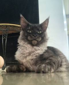 Maine Coon