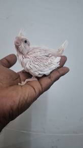 Cockateil