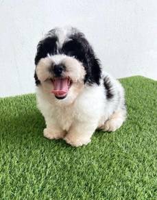 Panda Toy Poodle