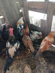 ayam kampung