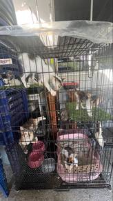 anak kucing di letgo