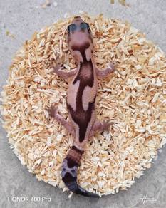 African Fattail Gecko promosi 
