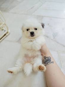 Shih Tzu puppies female offer price 