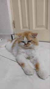 Persian Oren Putih