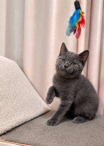 british short hair male bsh