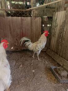 ayam siam