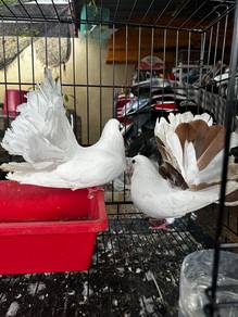 Burung merpati merak