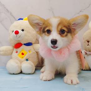 Welsh Corgi
