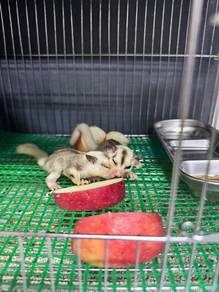 White Tail Mosaic Sugar Glider