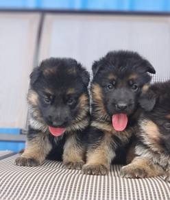 German Shepherd
