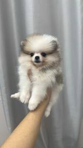 Pomeranian FemaleF-401Dob : 20-05-26