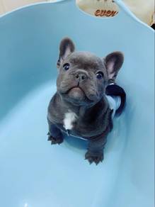 French Bulldog