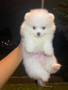 Pomeranian