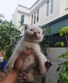 British shorthair