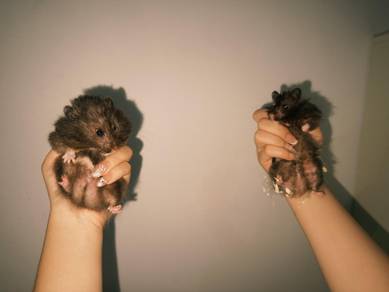 Hamster Bundle with Cage