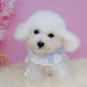 Maltipoo (Maltese mix Poodle )