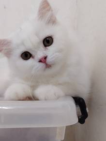 White kitten