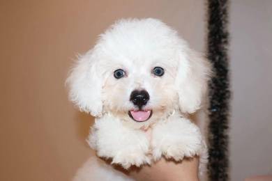 J0819 Bichon Sweet Companion Puppy