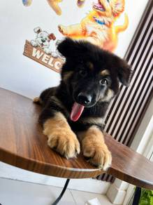 German shepherd—
