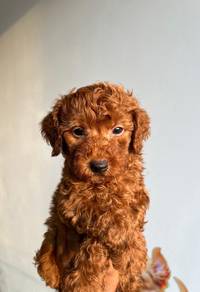 Red toy poodle 