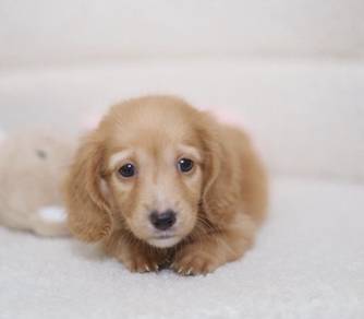 MINIATURE DACHSHUND Puppies VIP74🐻 Male~Female