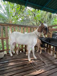 Kambing 3 Ekor