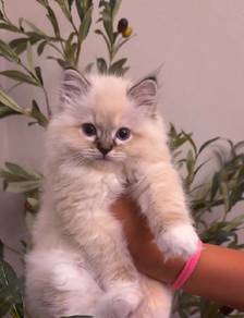 Ragdoll Kitten