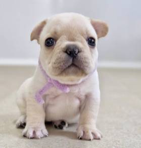 FRENCH BULLDOG PUPPIES 🌻VIP791 Boy -Girl