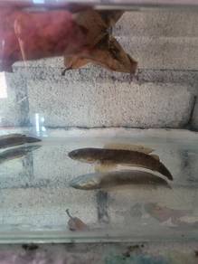 Channa limbata 