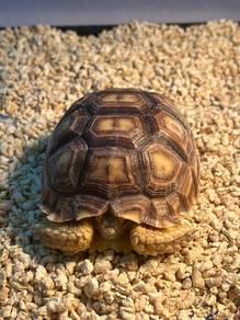 Sulcata Tortoises 4 inch for Sale
