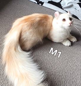 kinkalow munchkin with flip ear