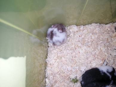 Hamster Campbell chocolate Mottled